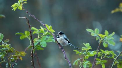 Uzunkuyruklu baştankara