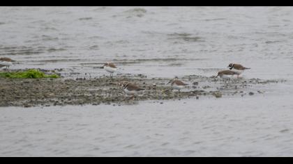 Common Ringed Plover