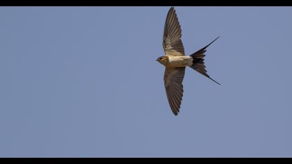 Kızıl kırlangıç