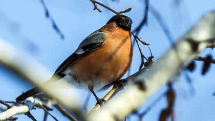 Eurasian Bullfinch