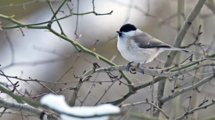 Kayın baştankarası