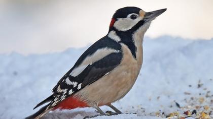Orman alaca ağaçkakanı