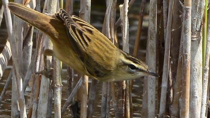 Kındıra kamışçını