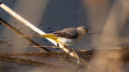 Dağ kuyruksallayanı