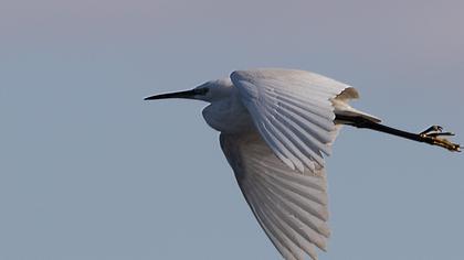 Küçük ak balıkçıl
