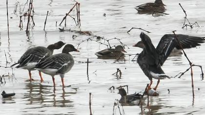Taiga/Tundra Bean Goose