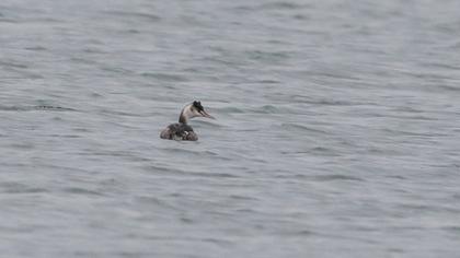 Great Crested Grebe
