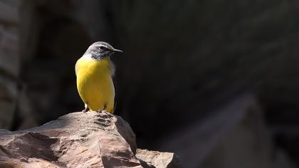 Dağ kuyruksallayanı