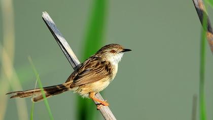 Dikkuyruklu ötleğen