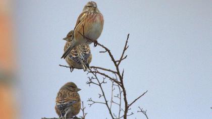 Common Linnet