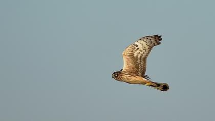 Hen Harrier