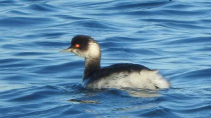 Karaboyunlu batağan