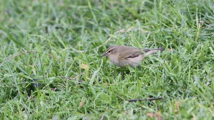 Common Chiffchaff