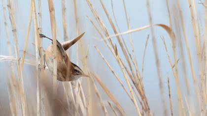 Bıyıklı kamışçın