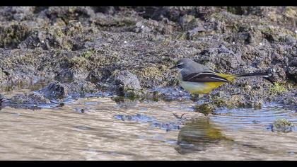 Dağ kuyruksallayanı