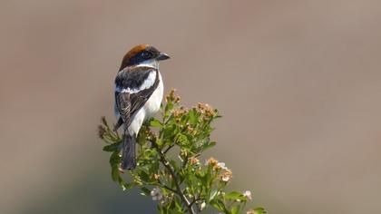 Kızılbaşlı örümcekkuşu