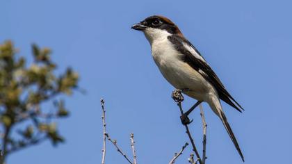 Kızılbaşlı örümcekkuşu