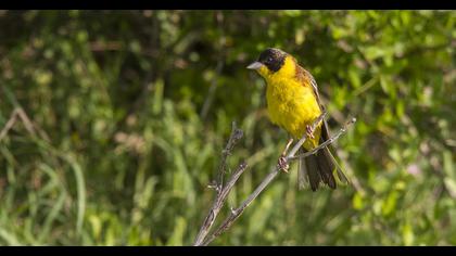 Karabaşlı kirazkuşu