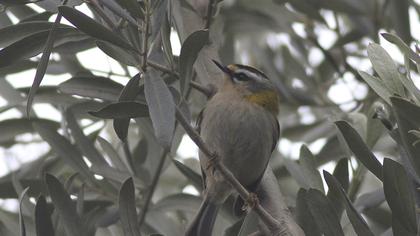 Sürmeli çalıkuşu