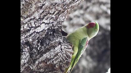 İskender papağanı