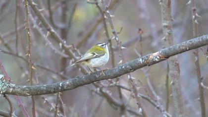 Sürmeli çalıkuşu