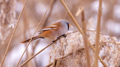 Bearded Reedling