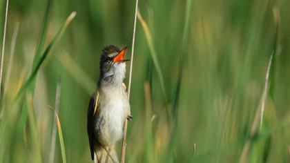 Great Reed Warbler