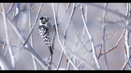 Küçük ağaçkakan