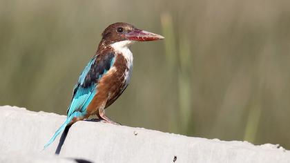İzmir yalıçapkını