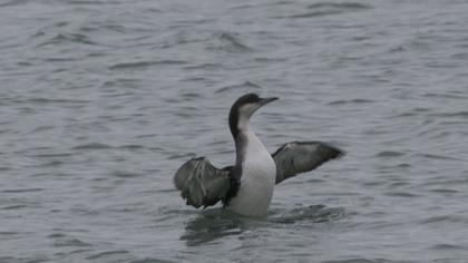 Karagerdanlı dalgıç