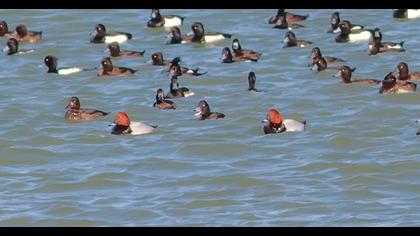 Common Pochard