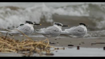 Sandwich Tern