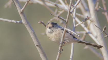 Uzunkuyruklu baştankara