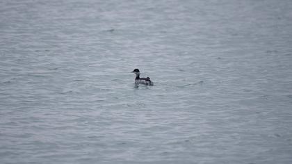 Karaboyunlu batağan