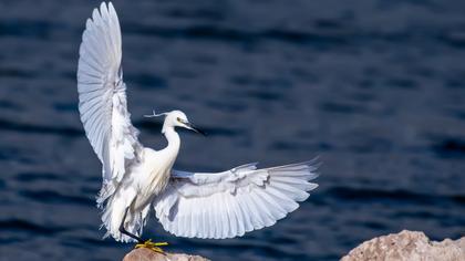 Little Egret