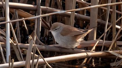 Cetti`s Warbler