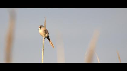 Bıyıklı baştankara