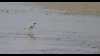 Kentish Plover