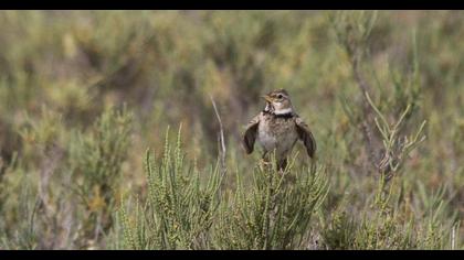 Calandra Lark