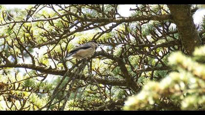 Long-tailed Tit