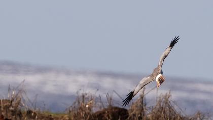Hen Harrier