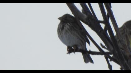 Corn Bunting