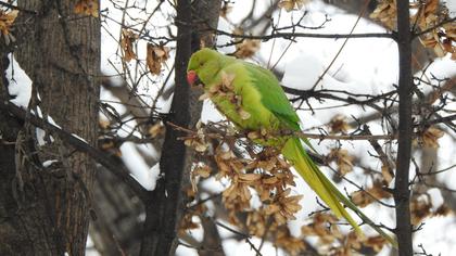 Rose-ringed Parakeet