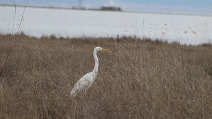 Büyük ak balıkçıl