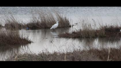 Küçük ak balıkçıl