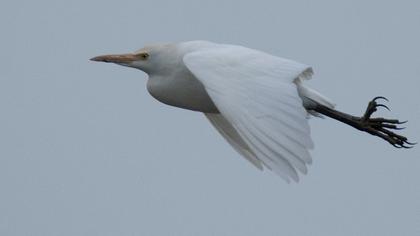 Sığır balıkçılı