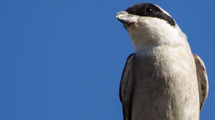 Karaalınlı örümcekkuşu