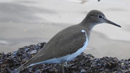 Common Sandpiper