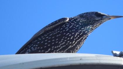 Common Starling