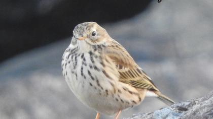Meadow Pipit